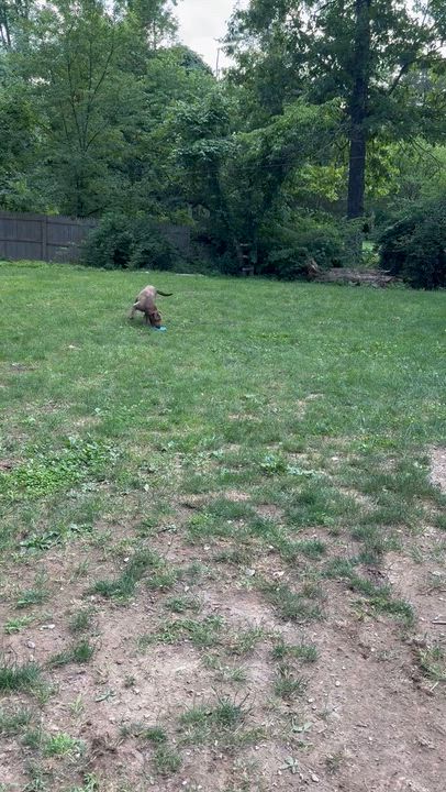 Enlarge Rock Star Remy, a Adoptable mixed breed in Newton, NJ video 4/4