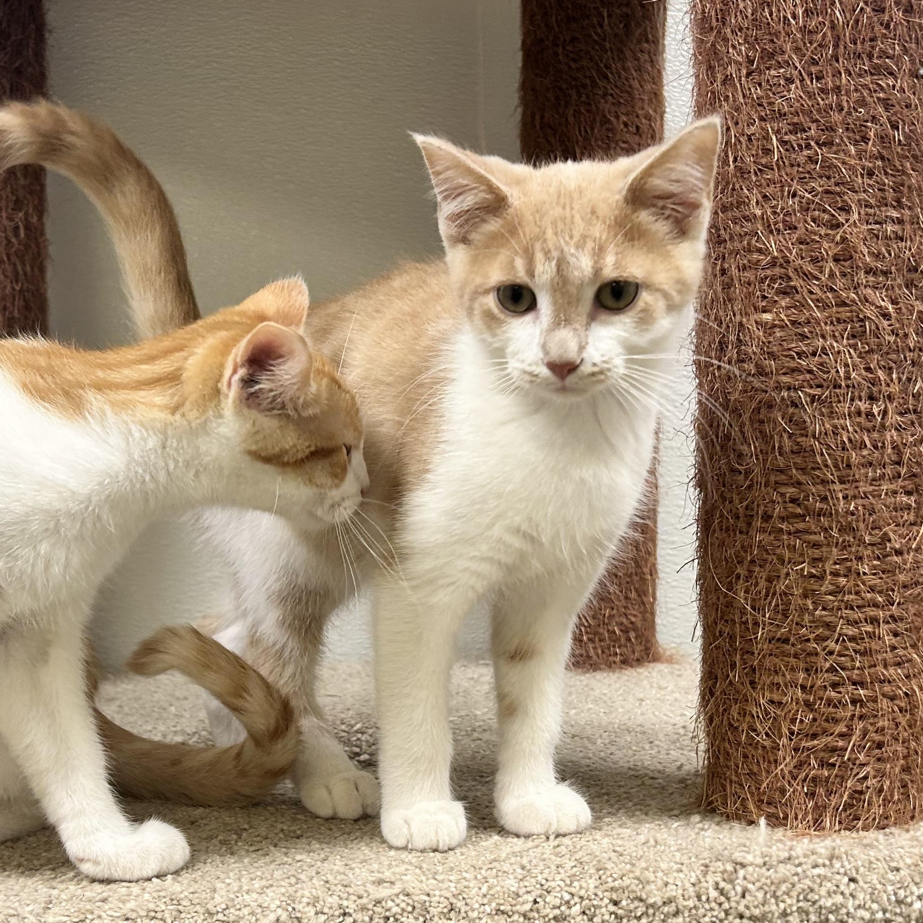 OTIS, a Adoptable mixed breed in Wilmington, OH image 3/4