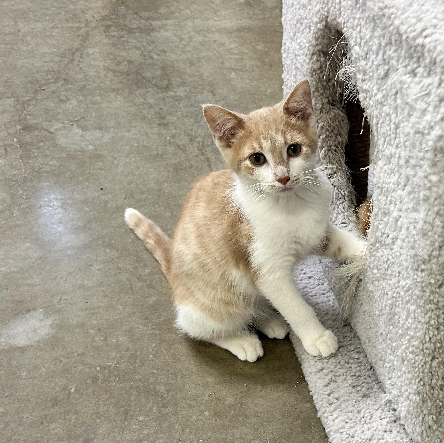 OTIS, a Adoptable mixed breed in Wilmington, OH image 2/4