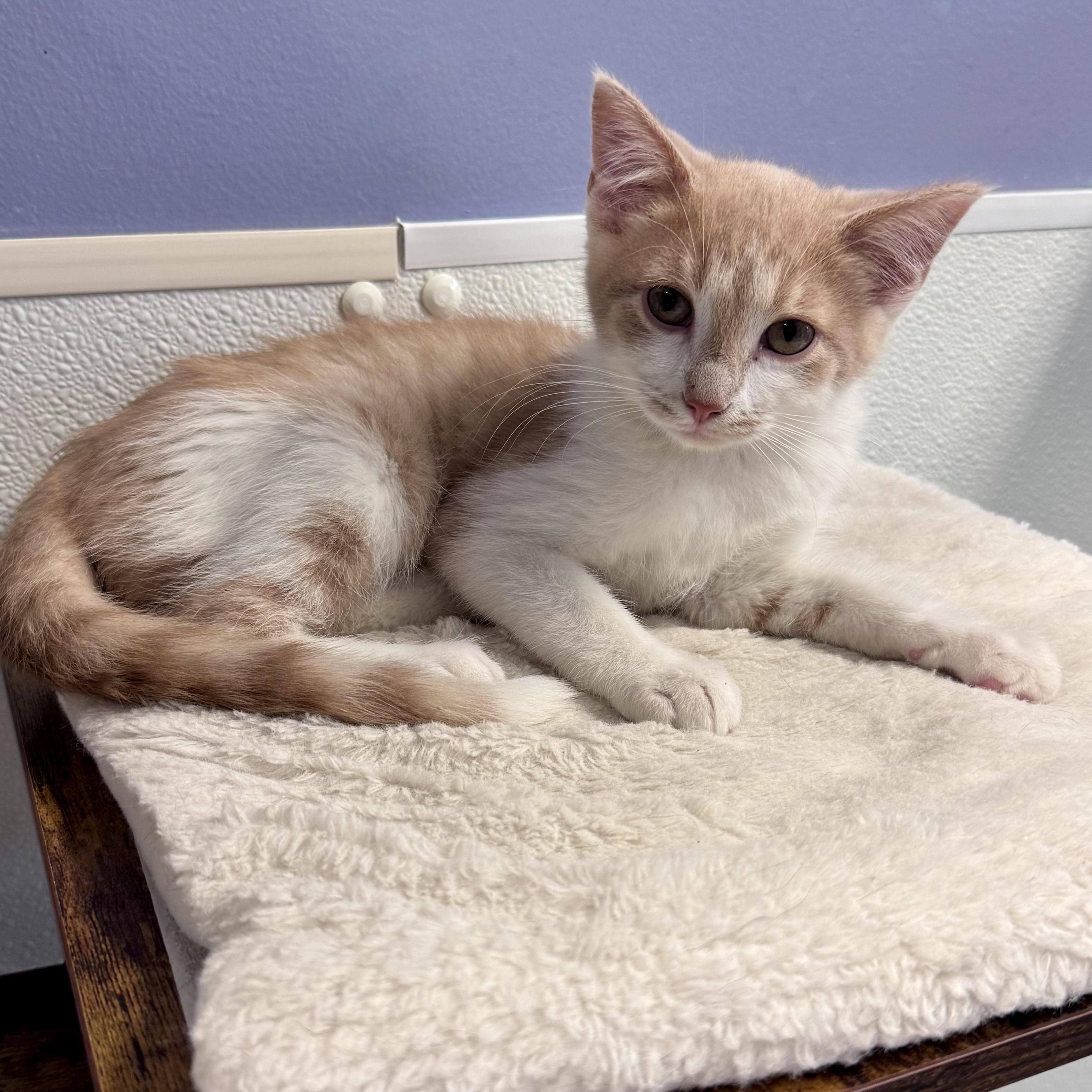 OTIS, Adoptable, Kitten Male Domestic Short Hair & Domestic Medium Hair.