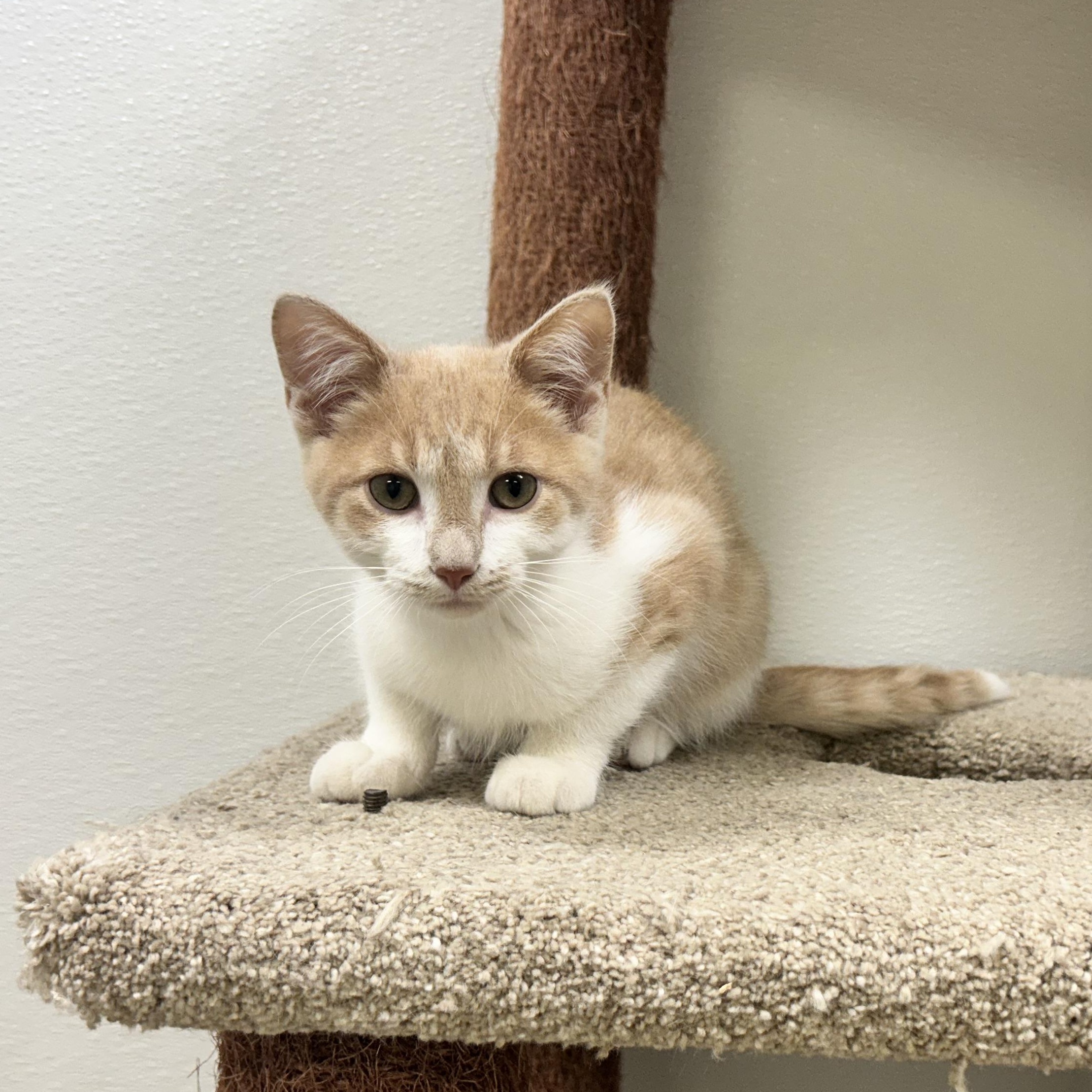 OTIS, a Adoptable mixed breed in Wilmington, OH image 4/4