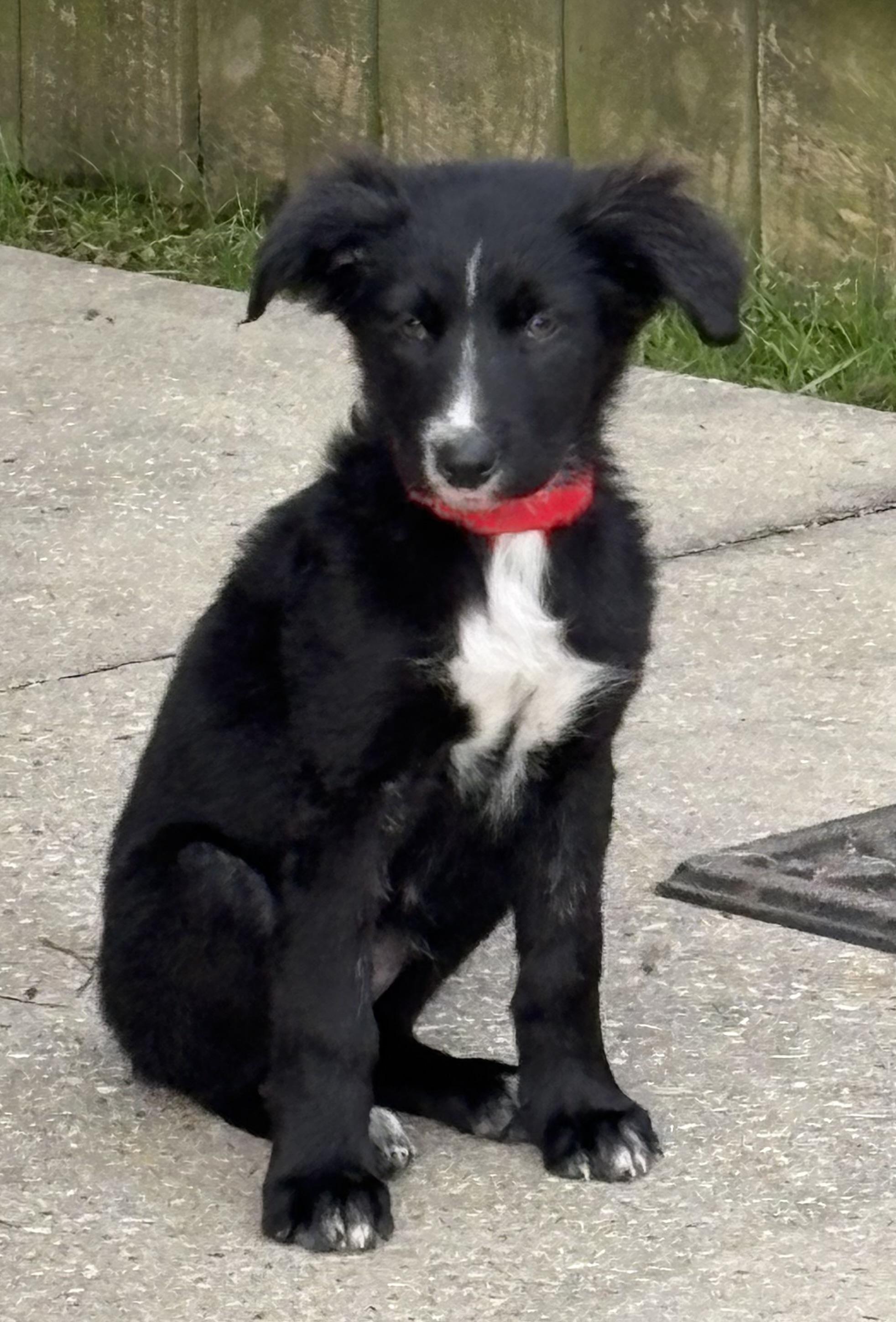 Enlarge Neytiri, a ADOPTABLE mixed breed in Baker, LA image 6/6