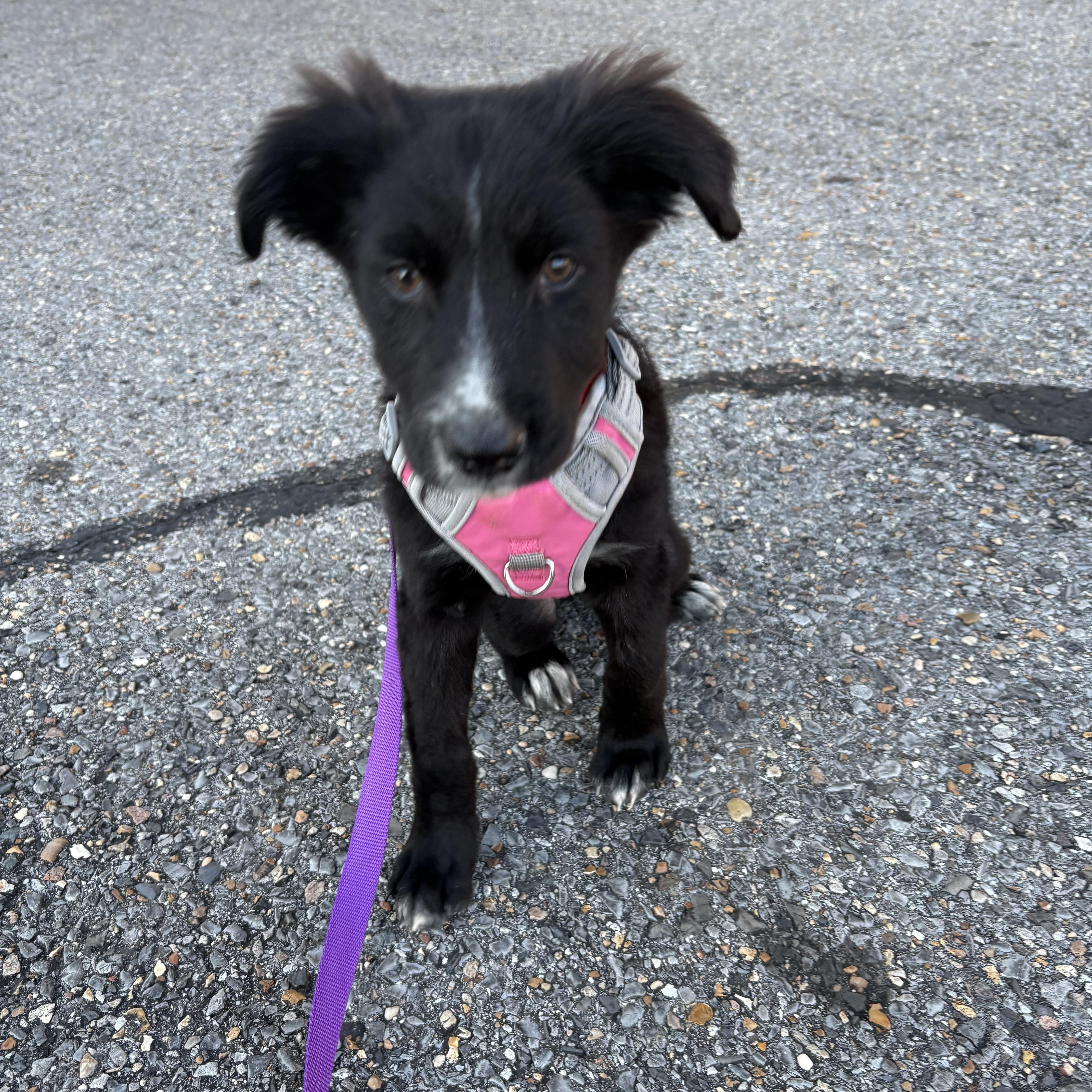 Enlarge Neytiri, a ADOPTABLE mixed breed in Baker, LA image 4/6