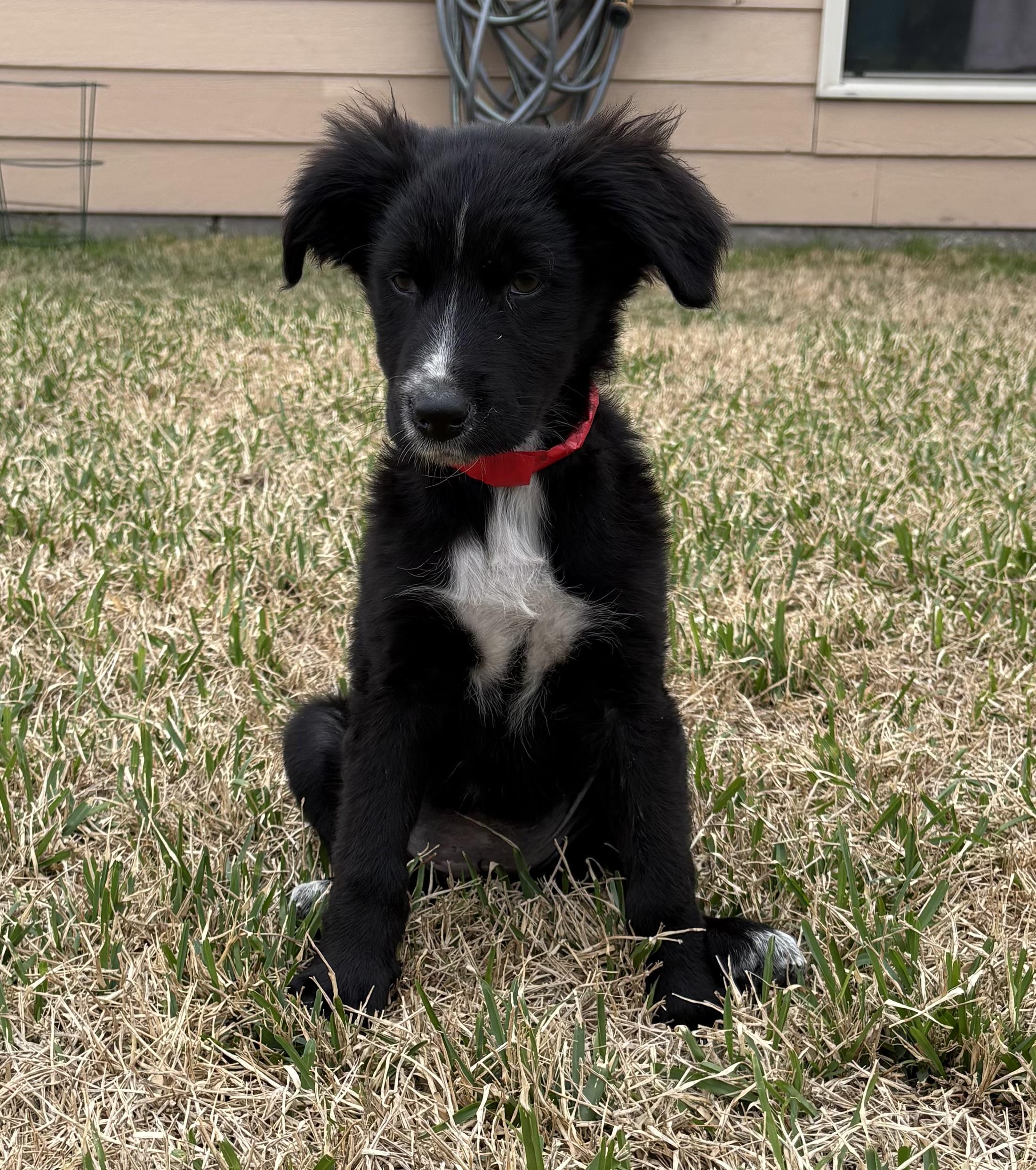 Enlarge Neytiri, a ADOPTABLE mixed breed in Baker, LA image 1/6