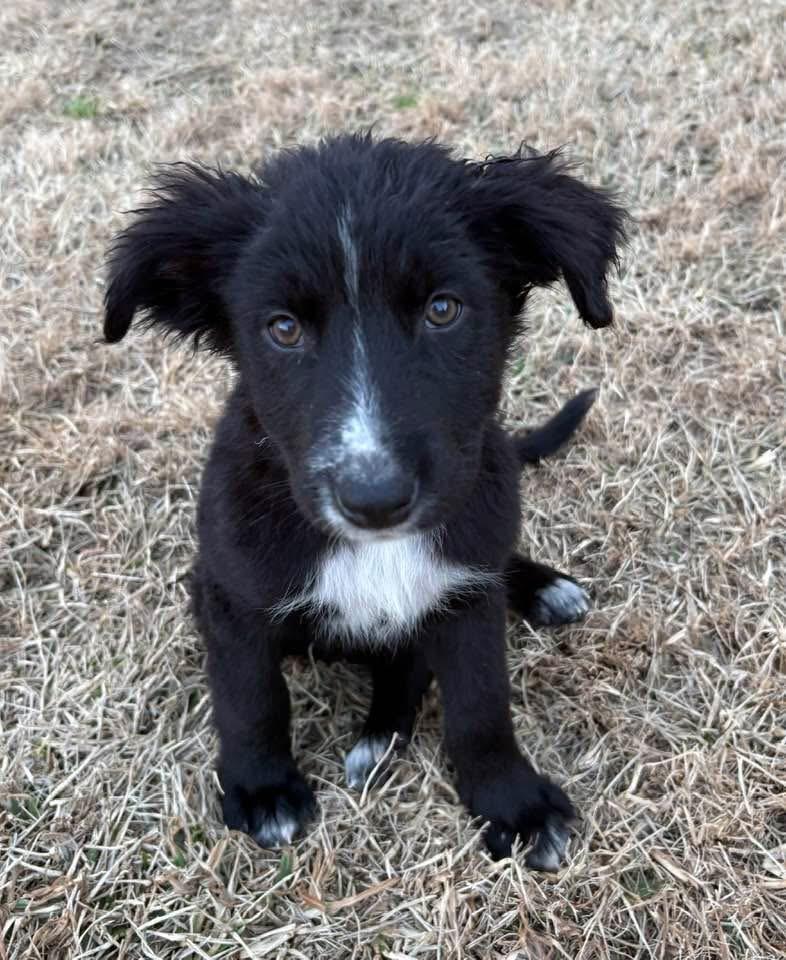 Enlarge Neytiri, a ADOPTABLE mixed breed in Baker, LA image 5/6