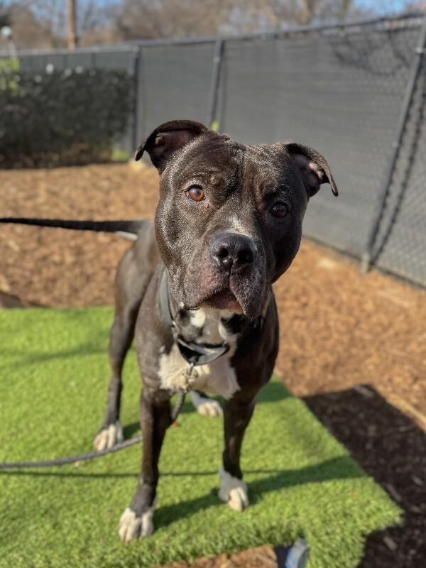 Hughie, a ADOPTABLE Mixed Breed in Miamitown, OH image 5/5