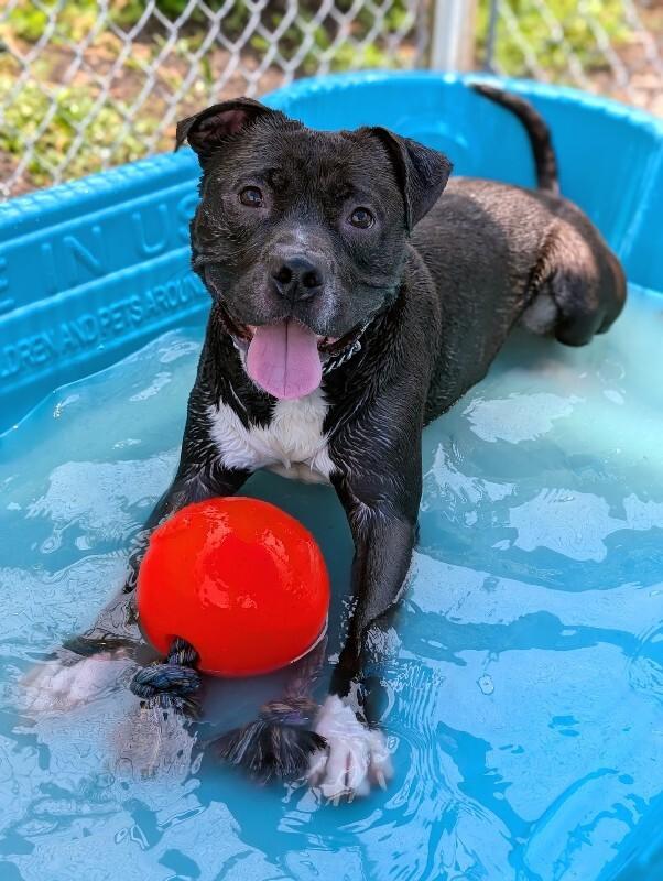 Hughie, ADOPTABLE, Young Male Mixed Breed.