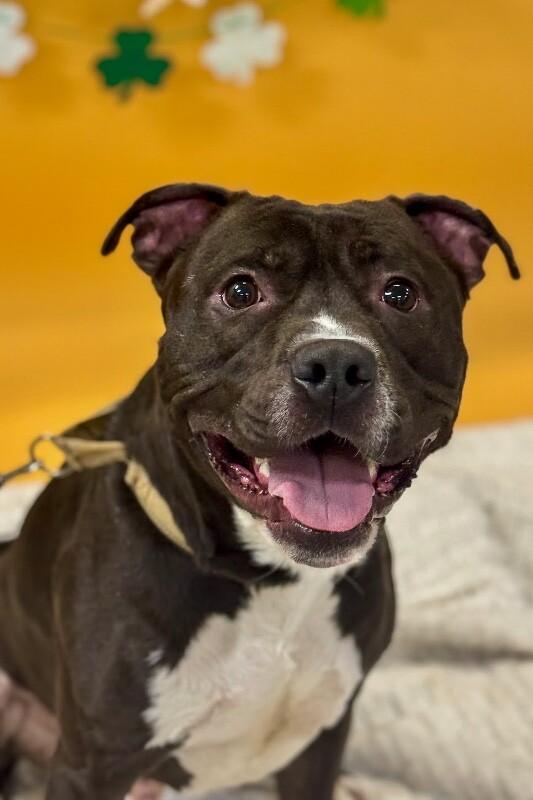 Hughie, a ADOPTABLE Mixed Breed in Miamitown, OH image 4/5