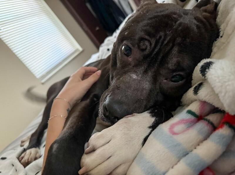 Hughie, a ADOPTABLE Mixed Breed in Miamitown, OH image 3/5