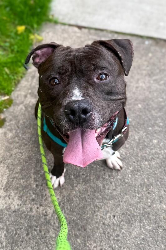 Hughie, a ADOPTABLE Mixed Breed in Miamitown, OH image 2/5