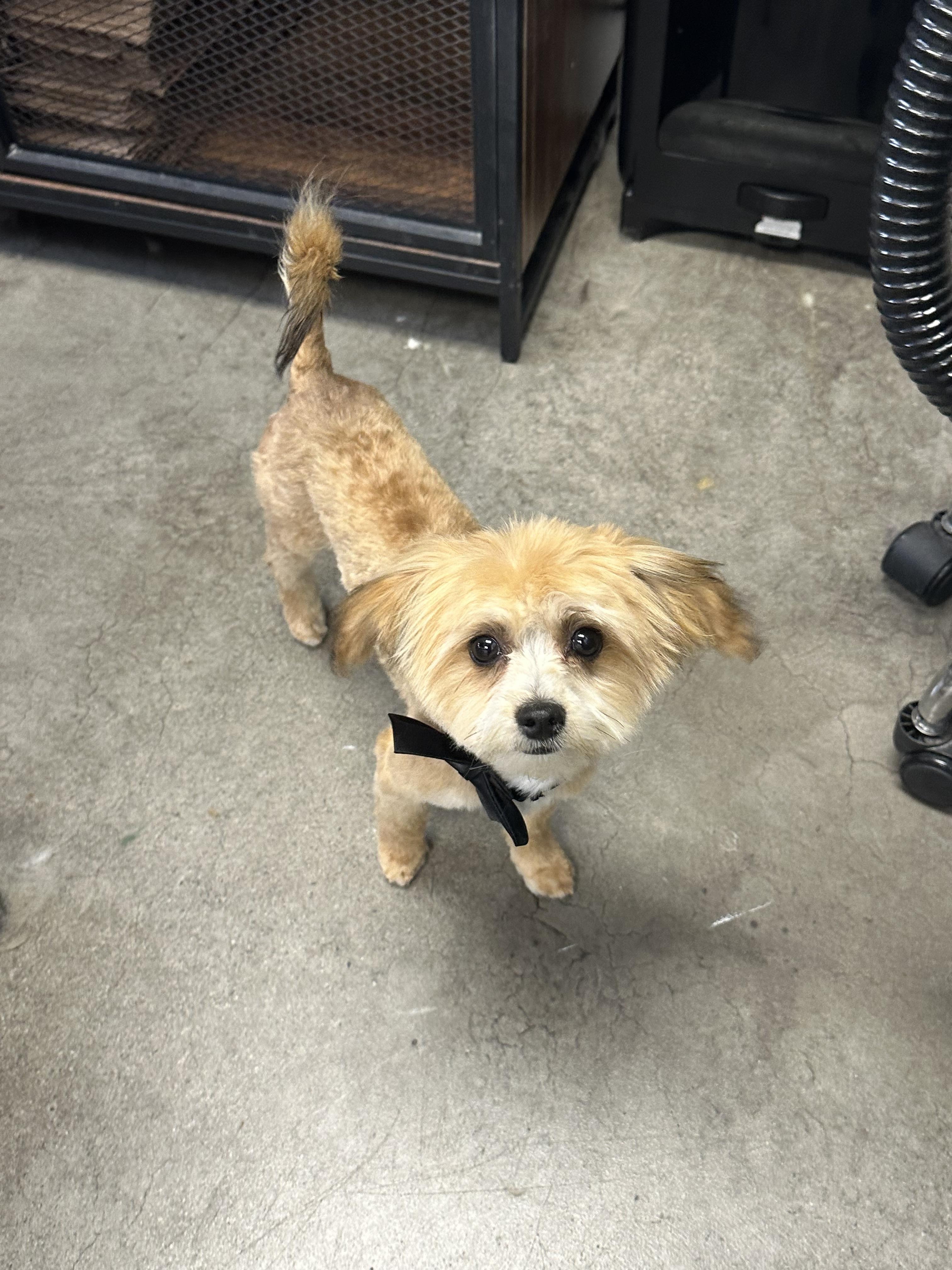 Walker, an adopted mixed breed in Corona Del Mar, CA image 2/2