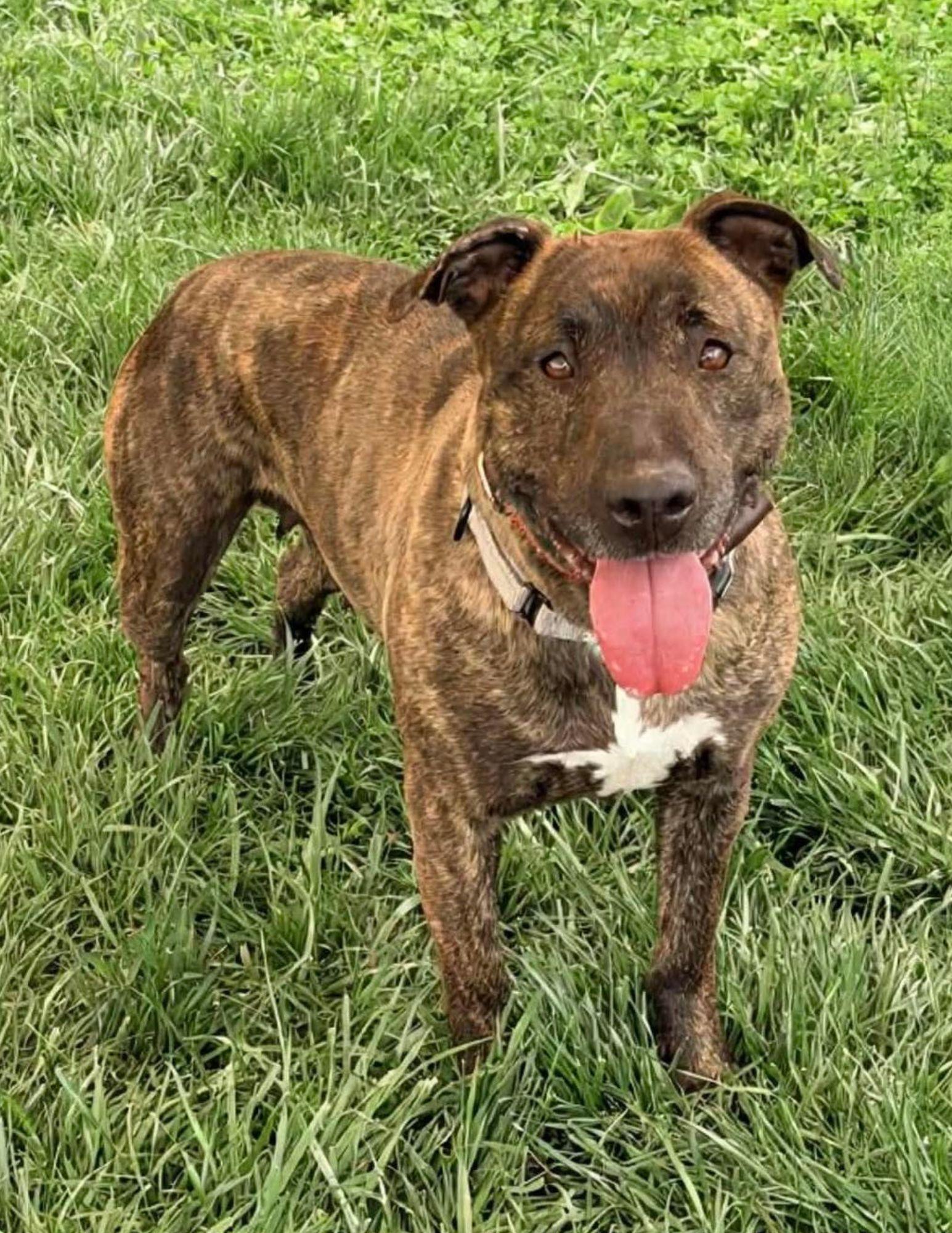 Enlarge Akia, a ADOPTABLE Pit Bull Terrier in Baldwin, MD image 1/1