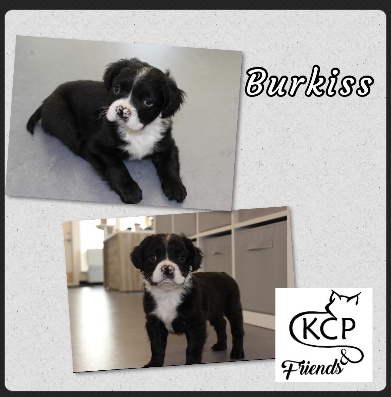 Burkiss, Adopted, Puppy Male Boston Terrier.