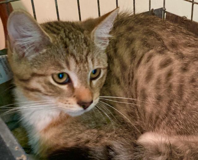 Tabby kittens - super socialized! photo 3