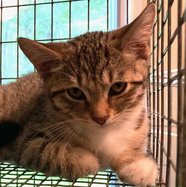 Tabby kittens - super socialized! photo 4