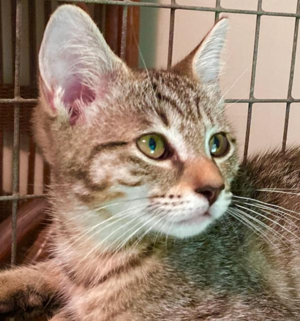 Tabby kittens - super socialized! photo 1