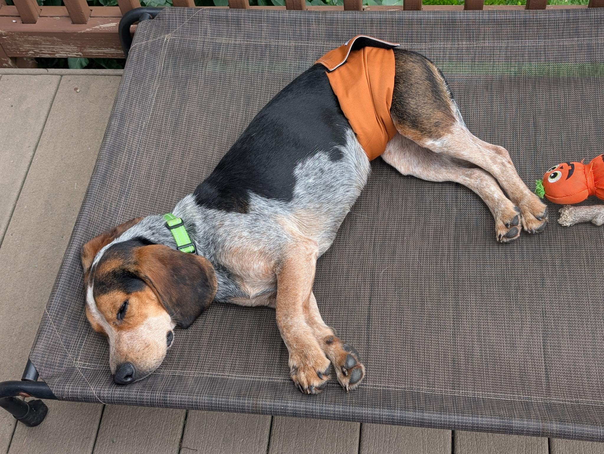 Lenny, a ADOPTABLE Beagle in East Amherst, NY image 3/3