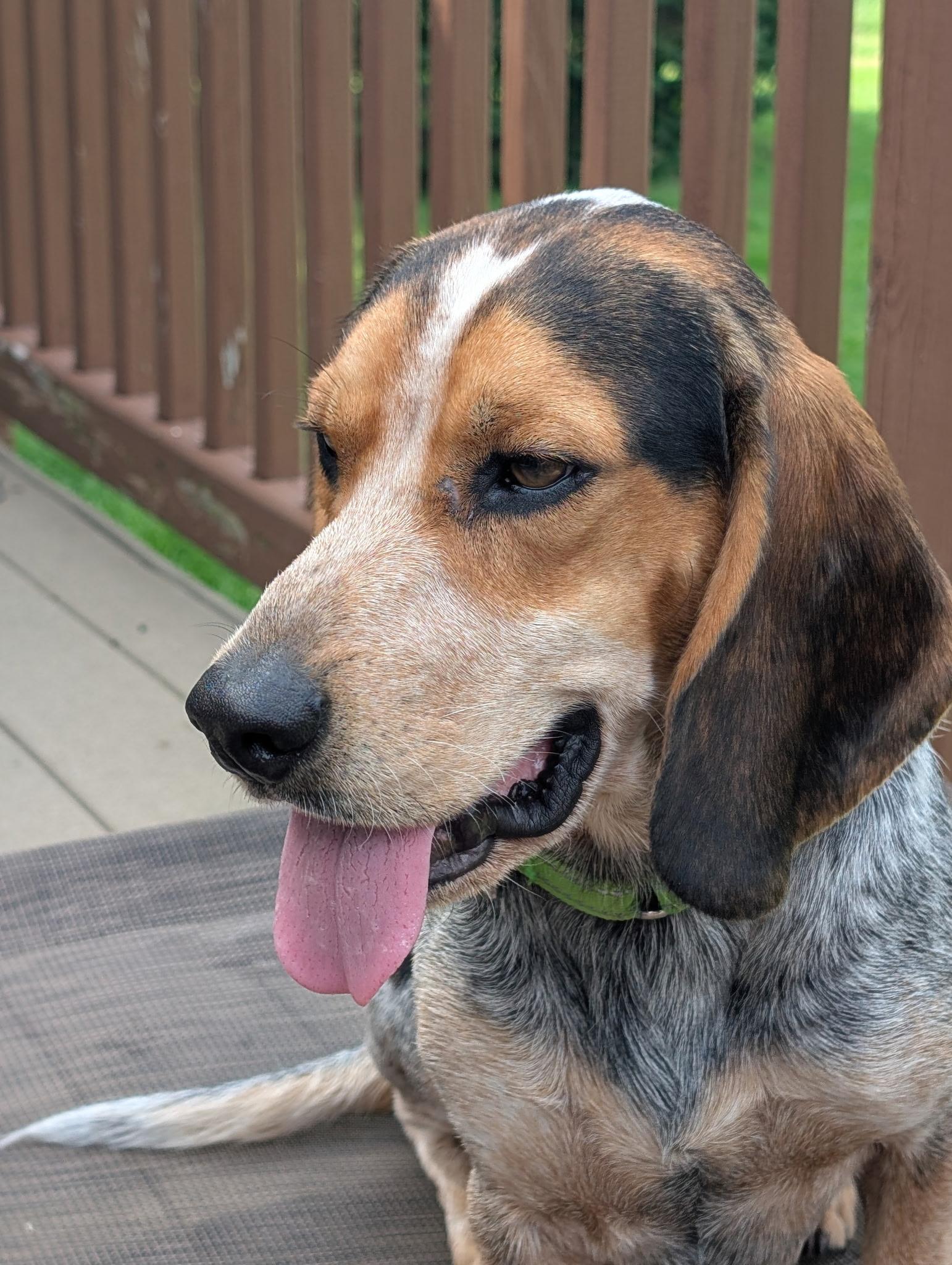 Lenny, a ADOPTABLE Beagle in East Amherst, NY image 2/3