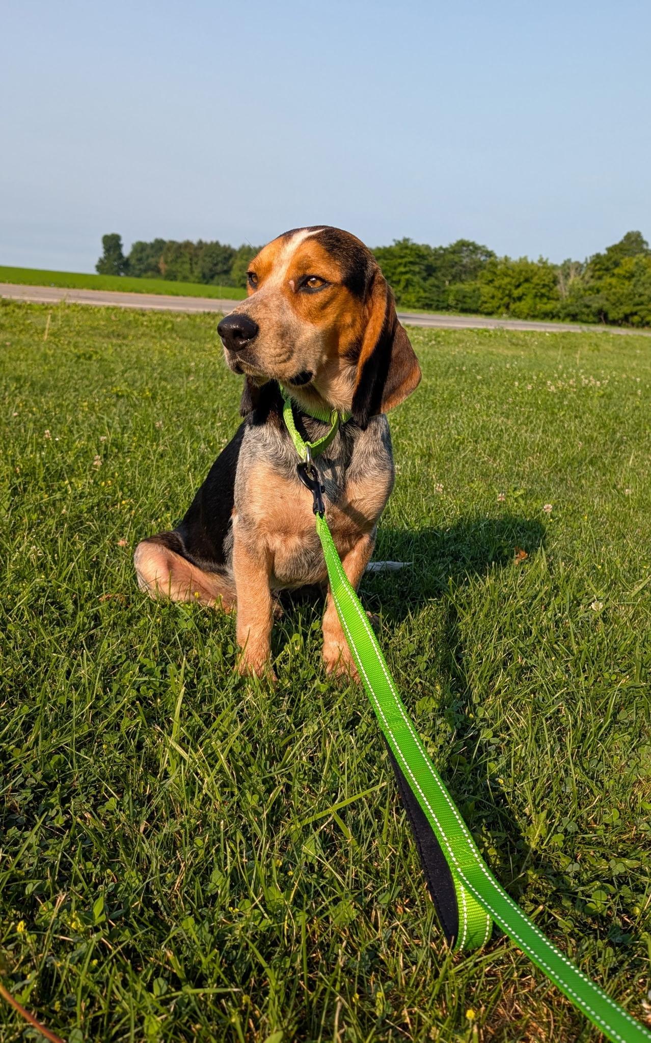 Lenny, ADOPTABLE, Adult Male Beagle.