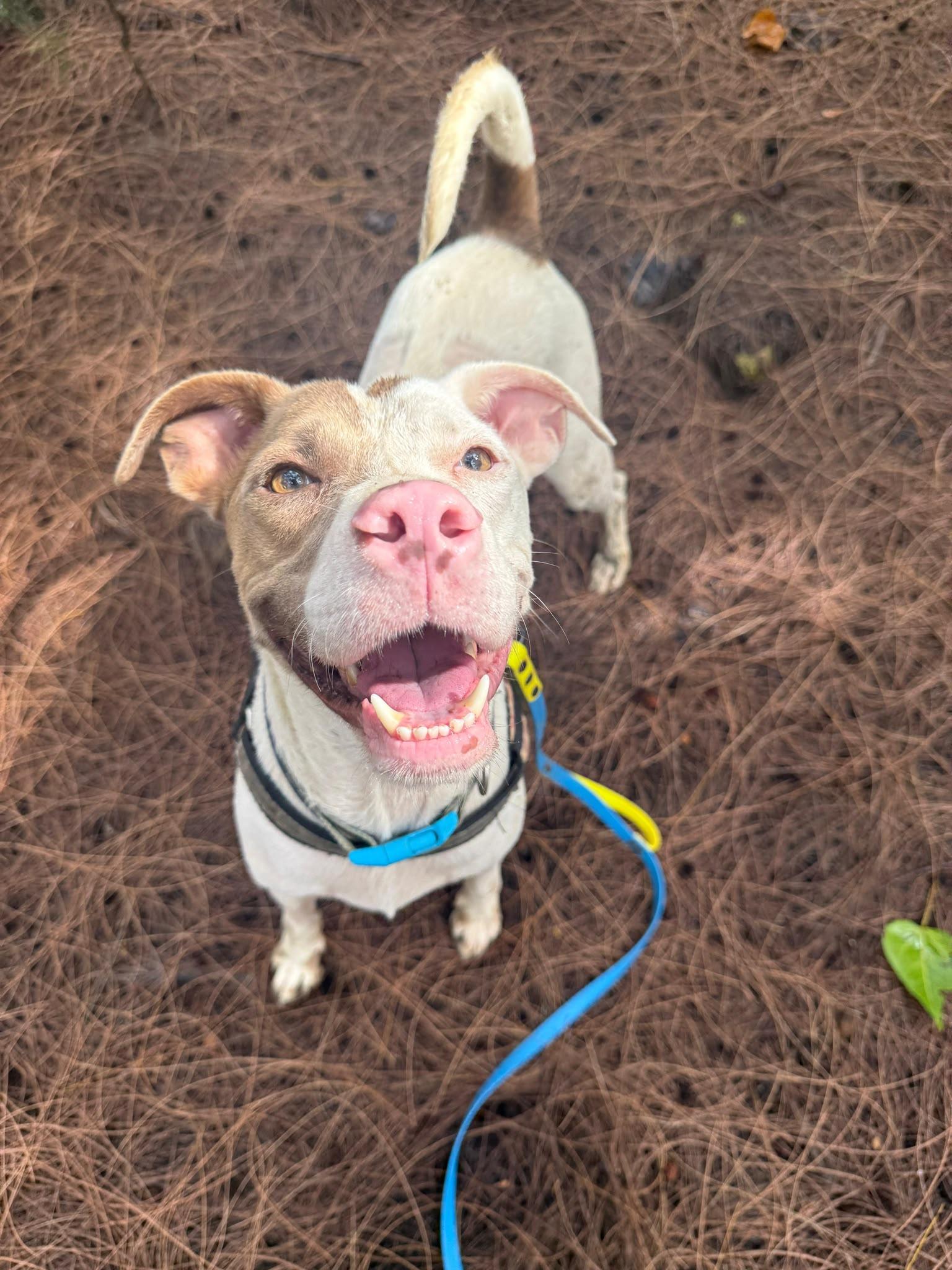 Donkey, adopted, Adult Male Pit Bull Terrier.