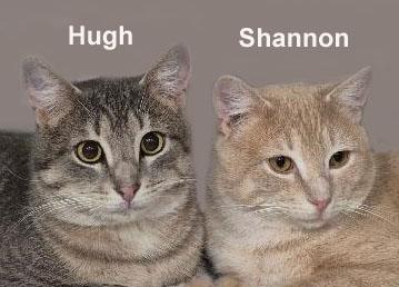 Enlarge Hugh and Shannon Ricc.  (sweet brothers), an adopted mixed breed in Stowe, PA image 1/2