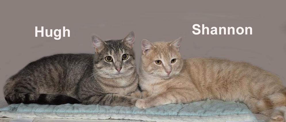 Enlarge Hugh and Shannon Ricc.  (sweet brothers), an adopted mixed breed in Stowe, PA image 2/2