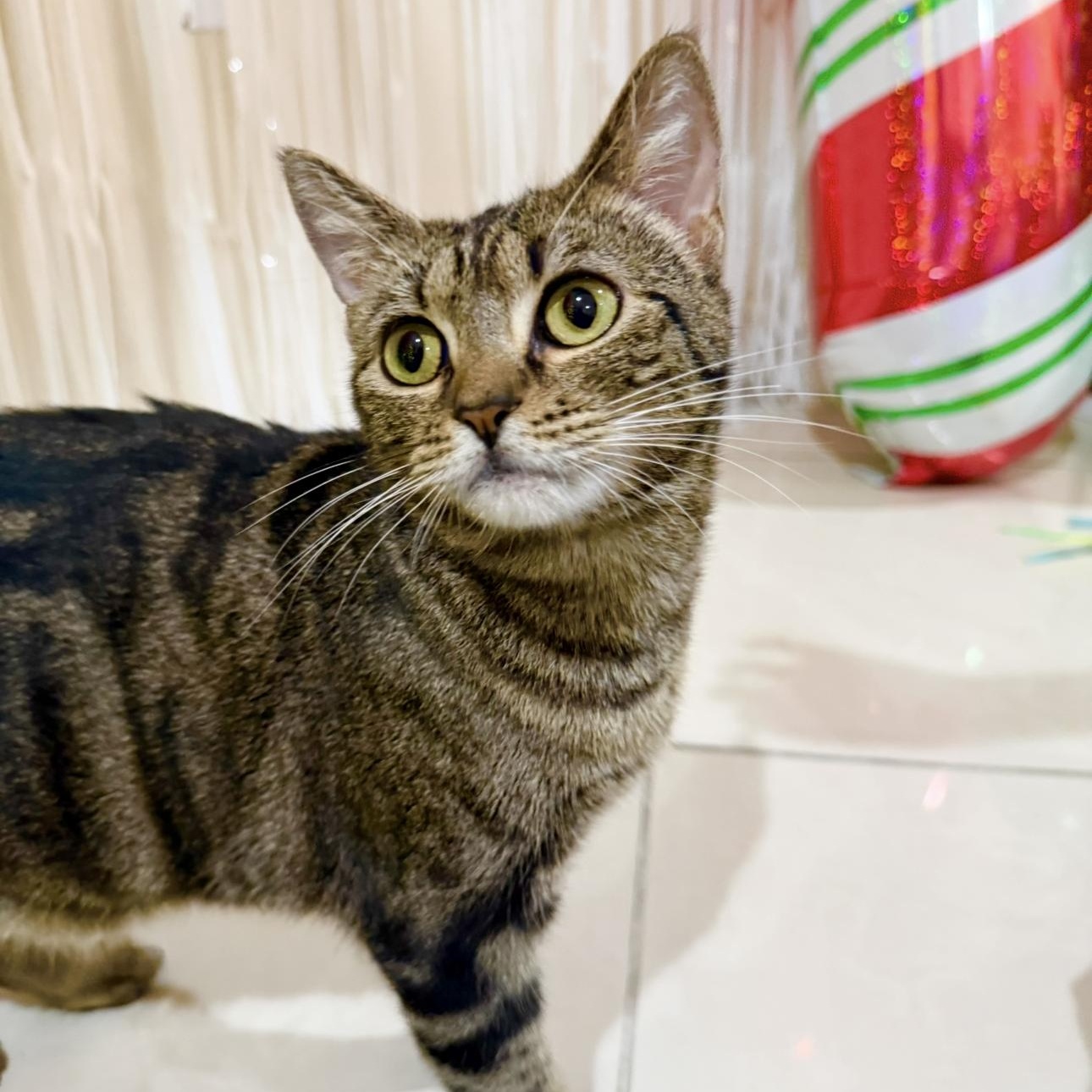 Enlarge Coco, a Adoptable Domestic Short Hair in manchester, NH image 5/6