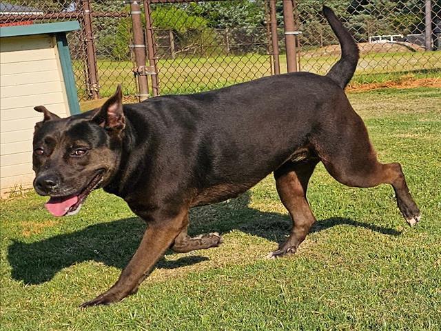 MALAYA, Adoptable, Adult Female Labrador Retriever & Mixed Breed.