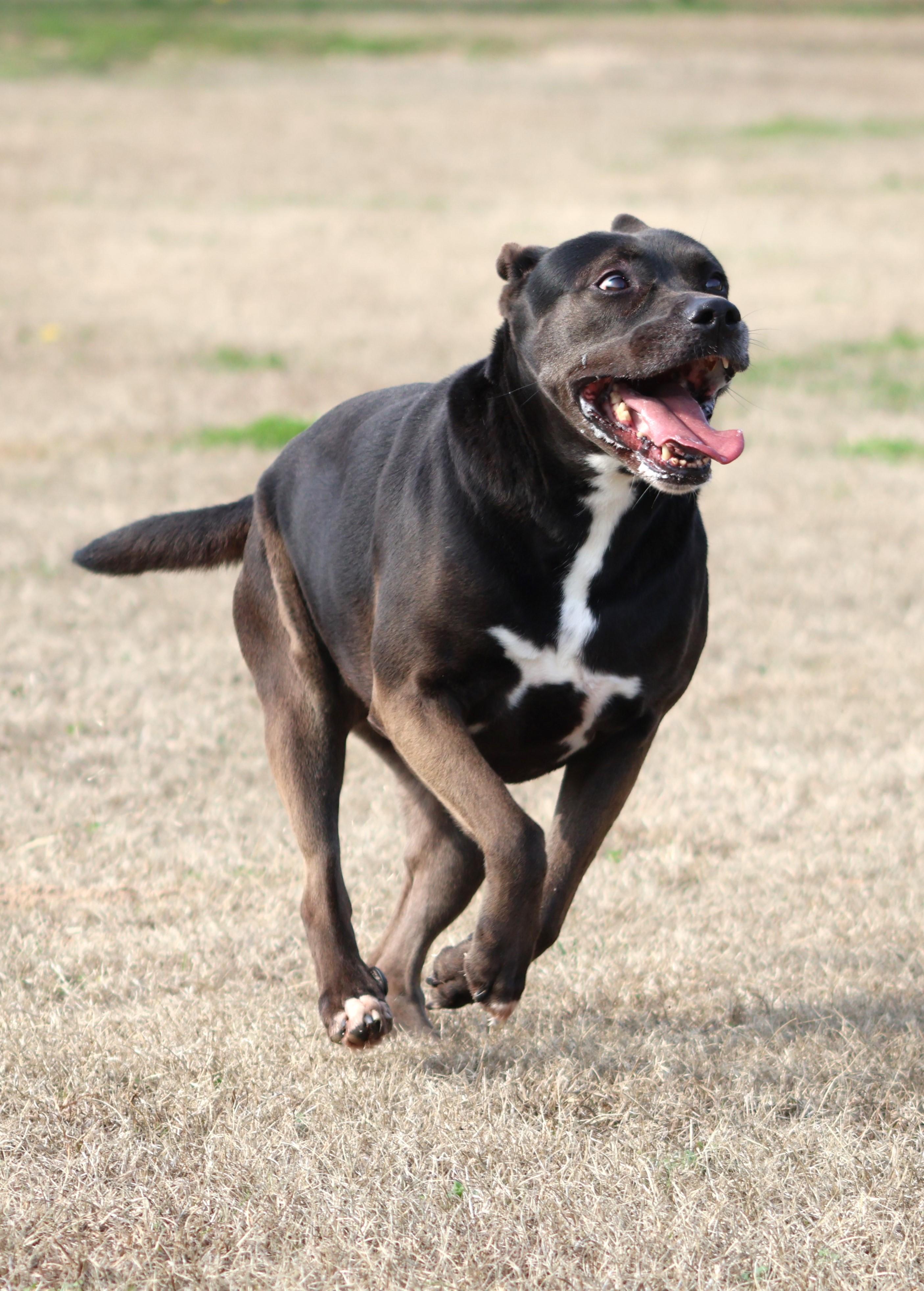 MALAYA, Adoptable, Adult Female Labrador Retriever & Mixed Breed.