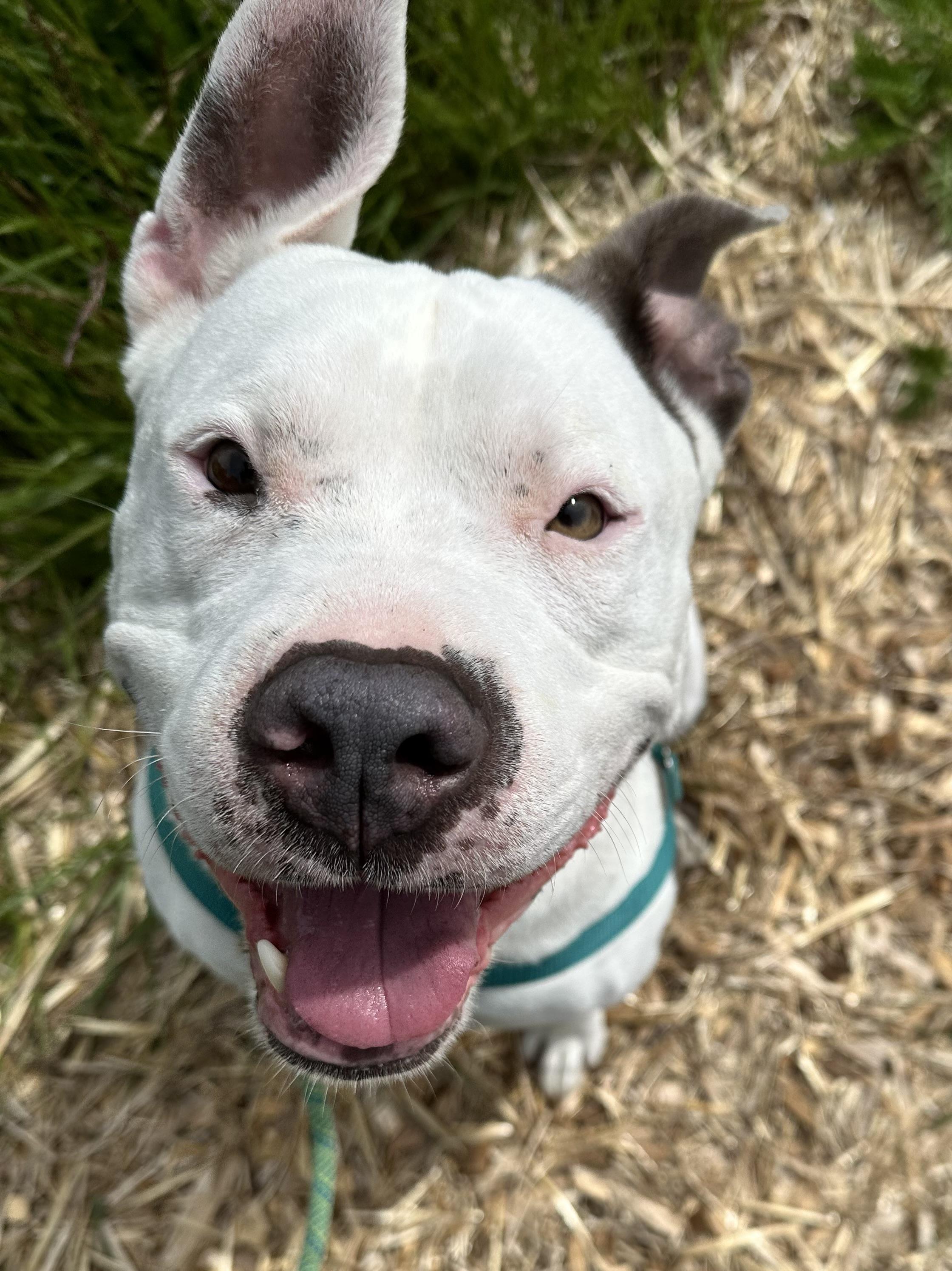 Enlarge Petey, a ADOPTABLE mixed breed in Bellingham, WA image 3/6