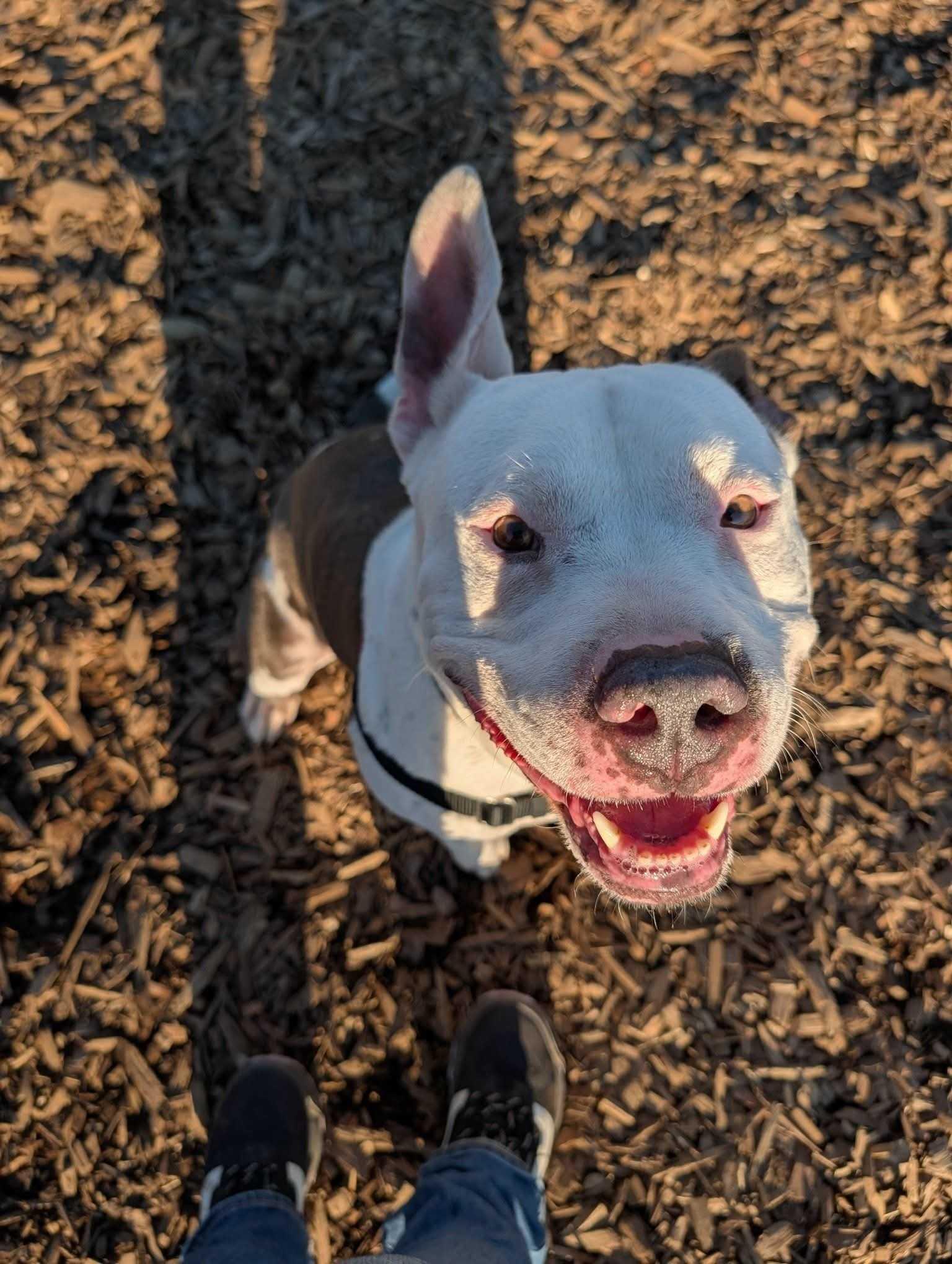 Petey, a ADOPTABLE mixed breed in Bellingham, WA image 2/6