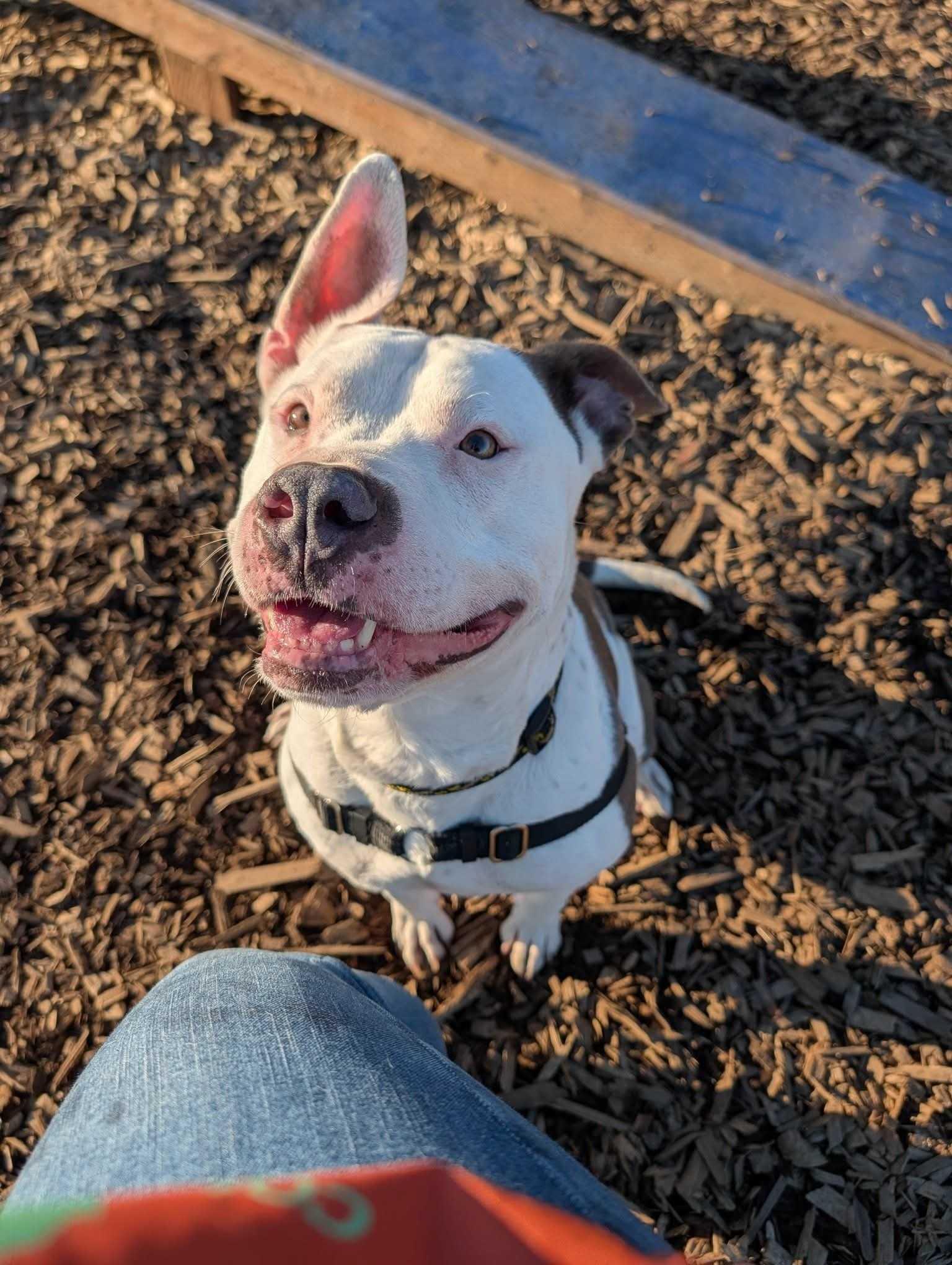 Petey, ADOPTABLE, Adult Male Pit Bull Terrier.