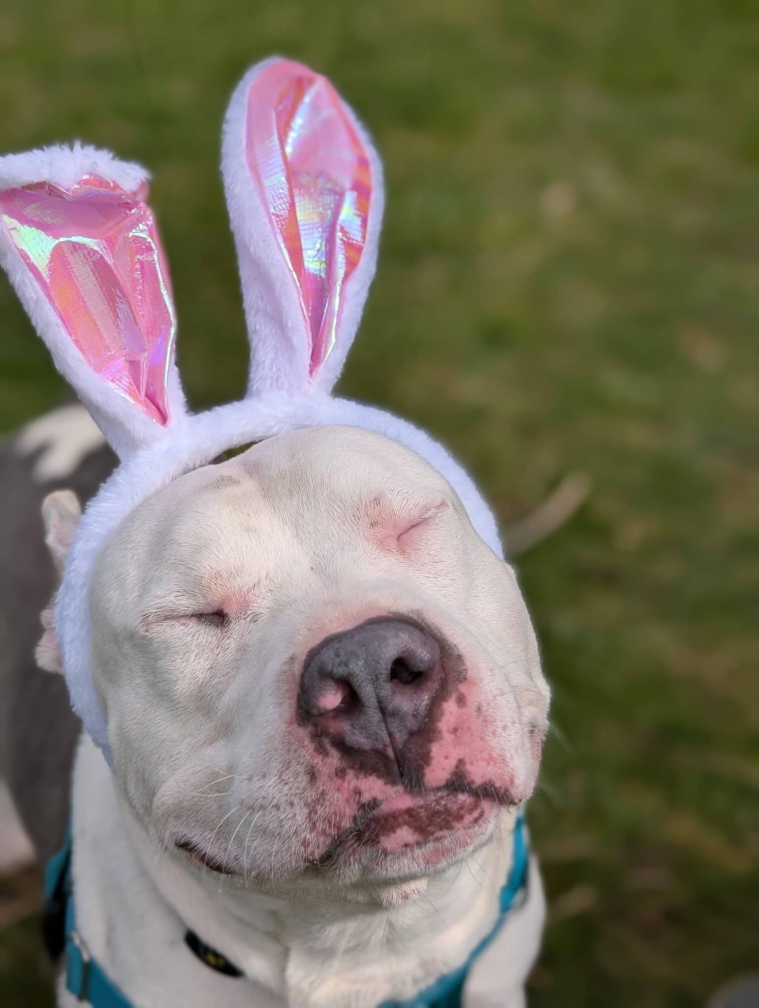 Enlarge Petey, a ADOPTABLE mixed breed in Bellingham, WA image 1/6