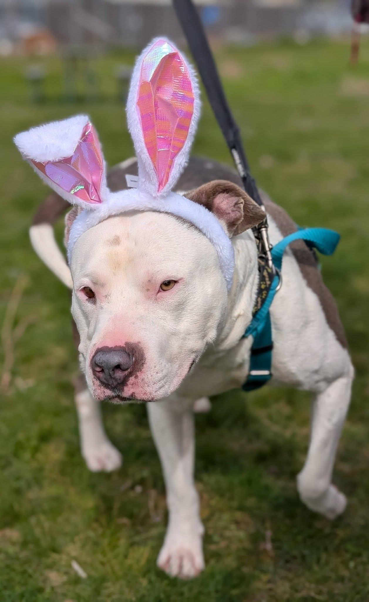 Enlarge Petey, a ADOPTABLE mixed breed in Bellingham, WA image 2/6
