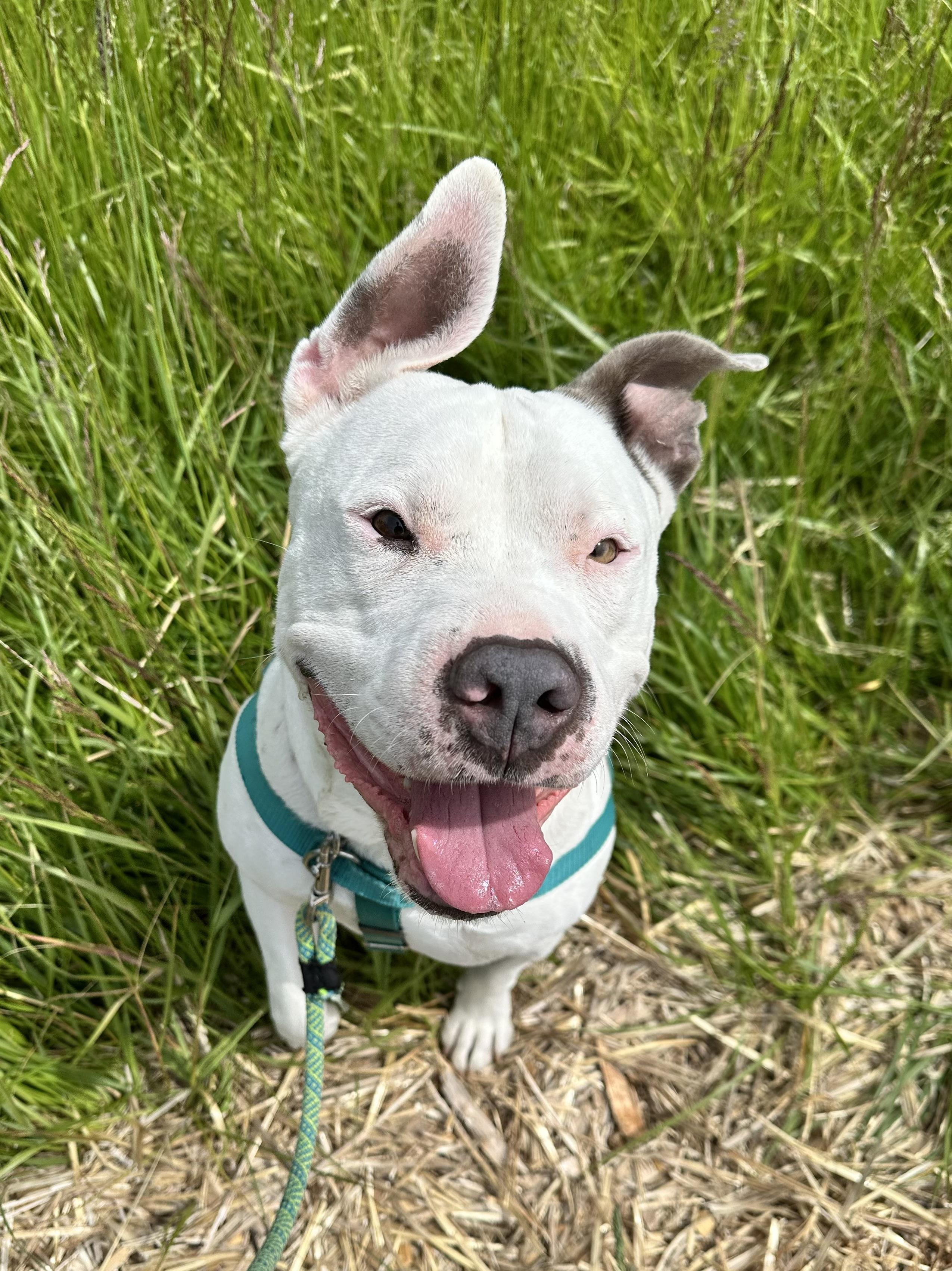 Petey, ADOPTABLE, Adult Male Pit Bull Terrier.