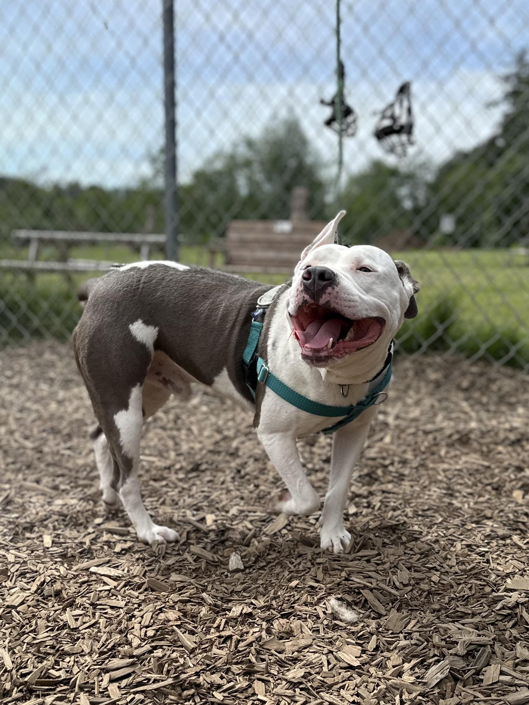 Enlarge Petey, a ADOPTABLE mixed breed in Bellingham, WA image 2/6