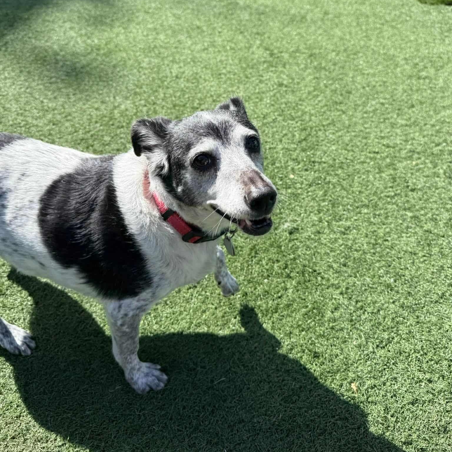 Moxxi, an adopted mixed breed in Groton, CT image 2/5