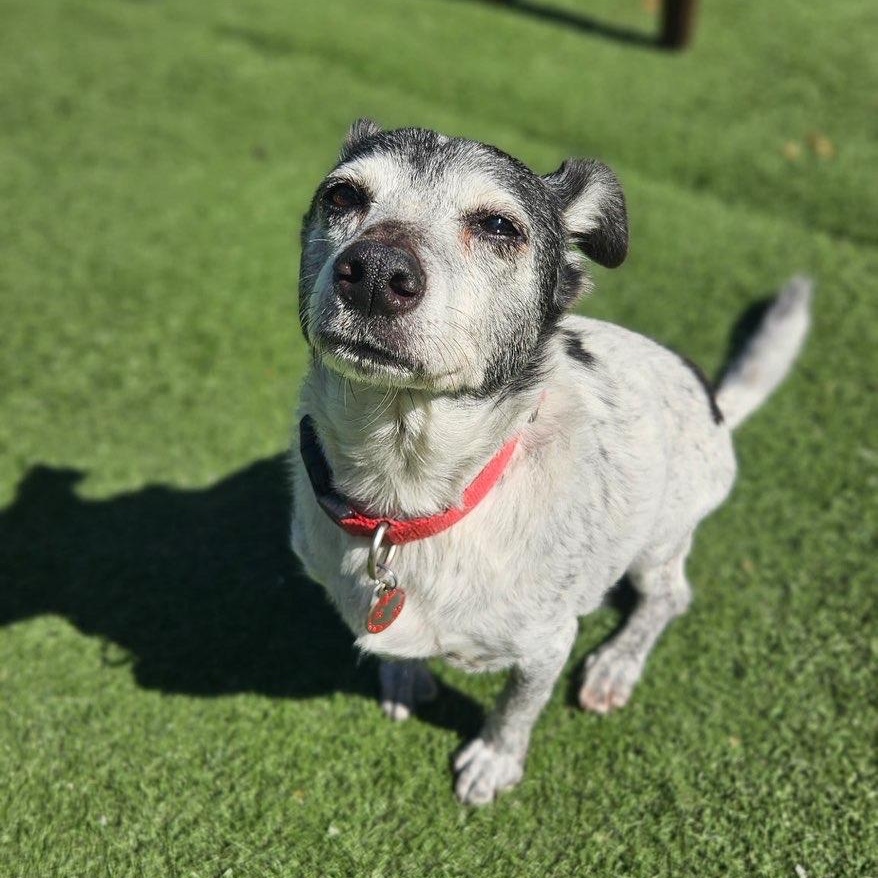 Moxxi, an adopted mixed breed in Groton, CT image 5/5