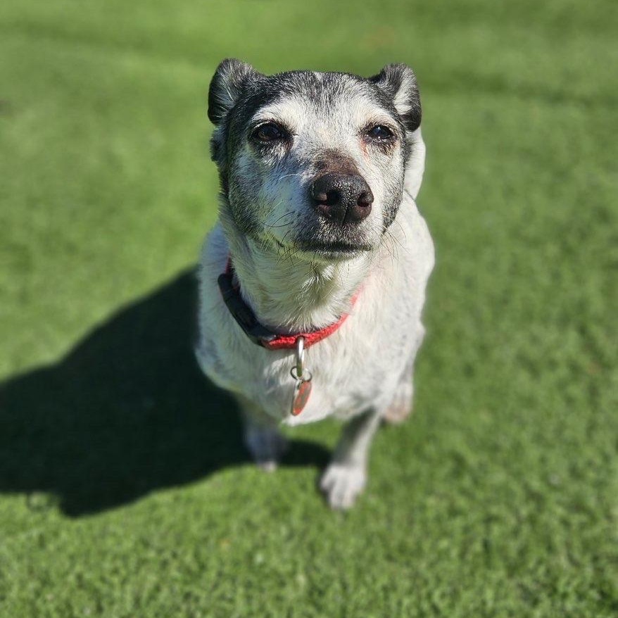 Moxxi, an adopted mixed breed in Groton, CT image 4/5