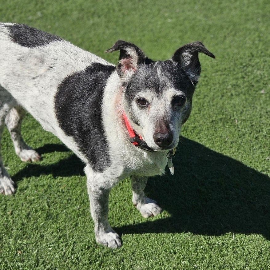 Moxxi, an adopted mixed breed in Groton, CT image 1/5