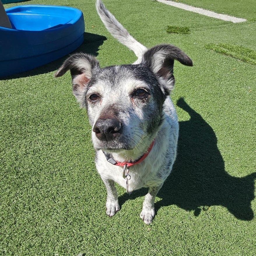 Moxxi, an adopted mixed breed in Groton, CT image 3/5