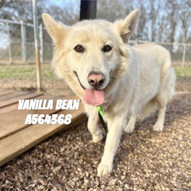 VANILLA BEAN, Adoptable, Adult Male German Shepherd Dog & Great Pyrenees.