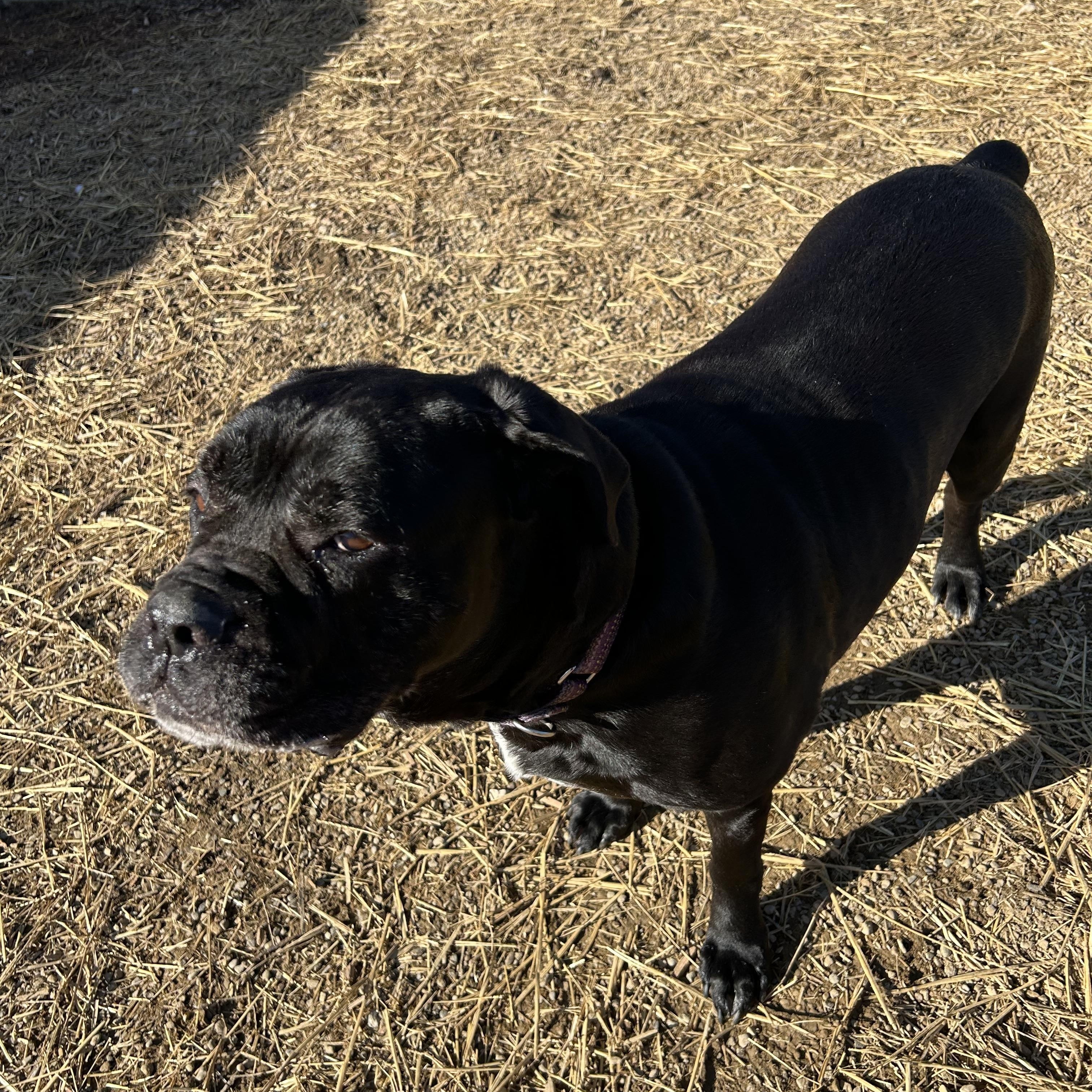 Enlarge Beauty, a Adoptable Mixed Breed in Warren, OH image 5/5