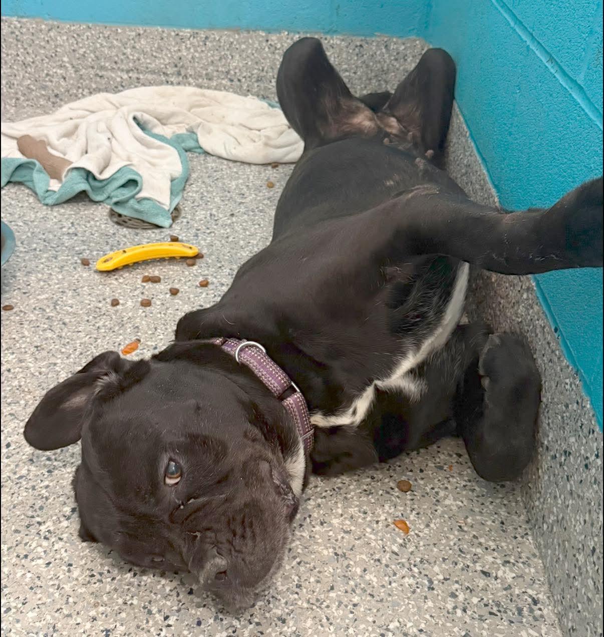 Enlarge Beauty, a Adoptable Mixed Breed in Warren, OH image 2/5