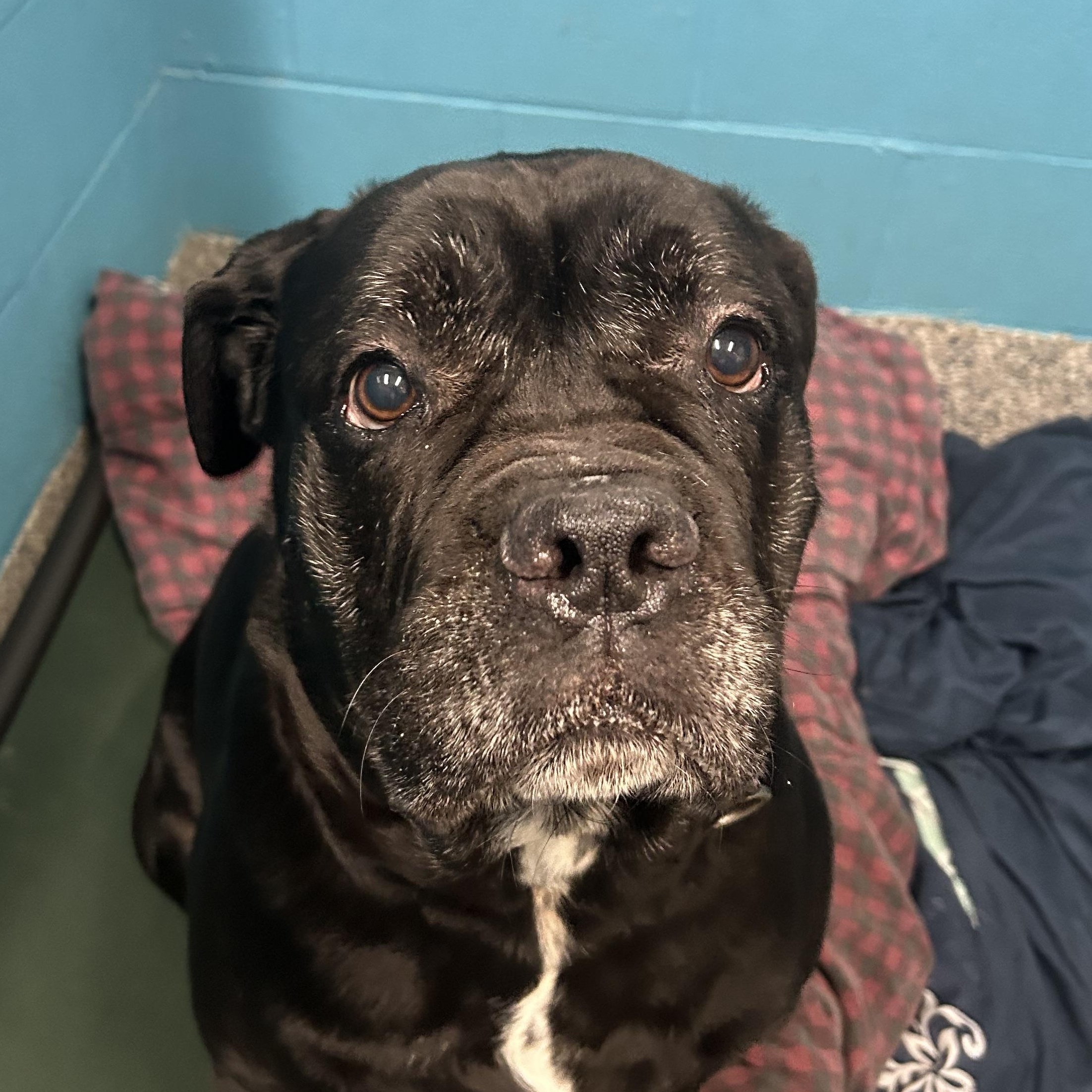 Enlarge Beauty, a Adoptable Mixed Breed in Warren, OH image 4/5