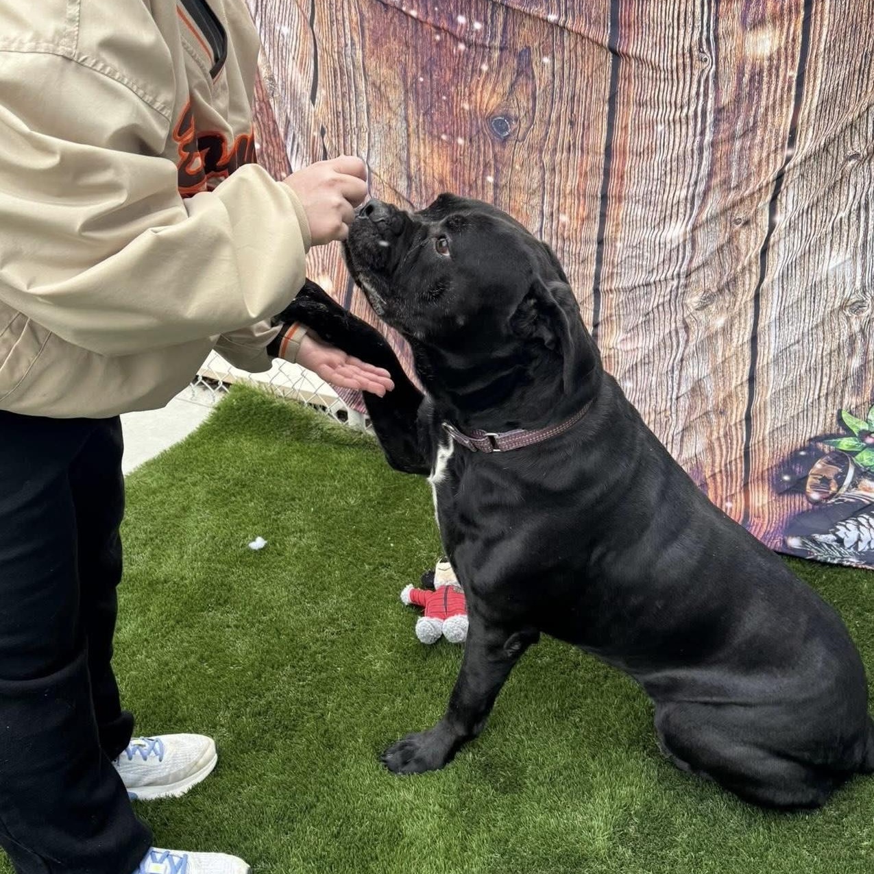Enlarge Beauty, a Adoptable Mixed Breed in Warren, OH image 3/5
