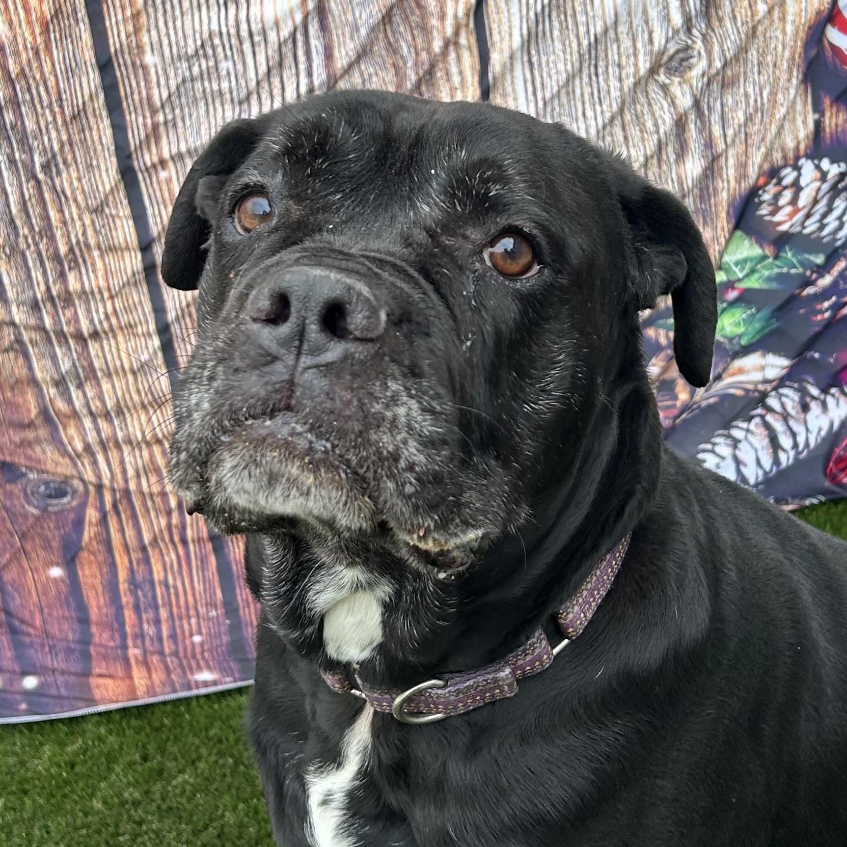 Beauty, Adoptable, Young Female Mixed Breed.