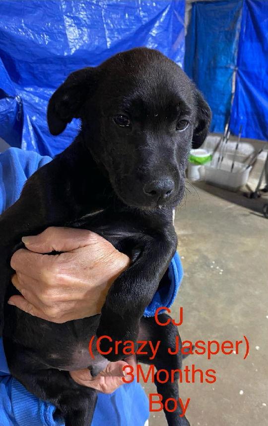 CJ, Adopted, Puppy Male Labrador Retriever & German Shepherd Dog.
