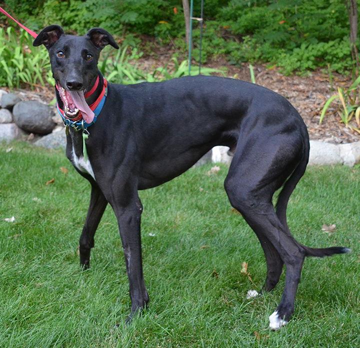 Penn, Adoptable, Adult Male Greyhound.
