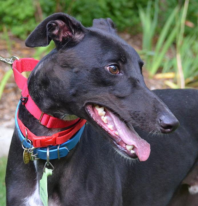 Penn, a Adoptable Greyhound in Minneapolis, MN image 2/3